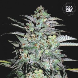 MAZAR EXTRA · Bulk Seed Bank · semi di canapa · Fem