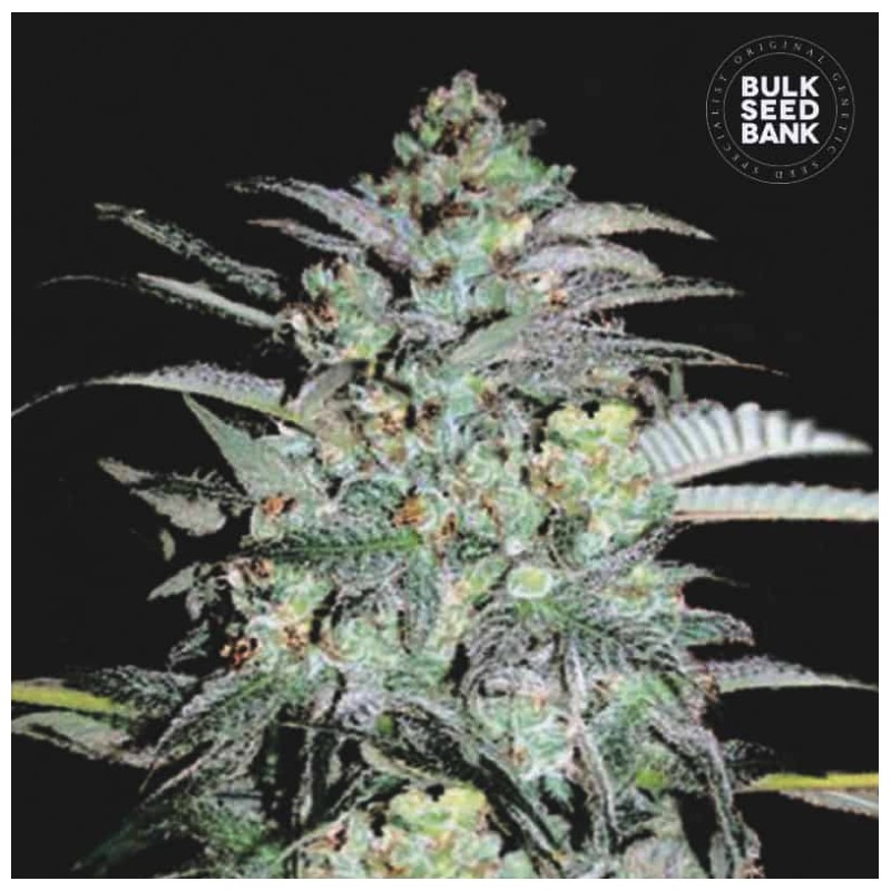 MAZAR EXTRA · Bulk Seed Bank · semillas de marihuana · Fem