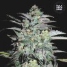 MAZAR EXTRA · Bulk Seed Bank · semillas de marihuana · Fem