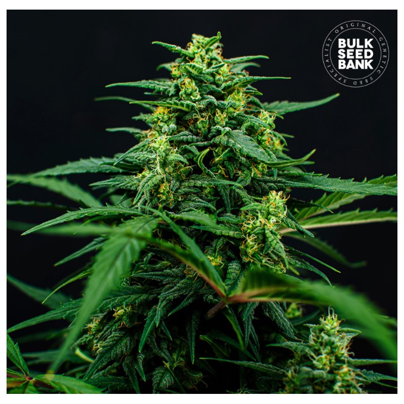 MIMOSA FAMOSA · Bulk Seed Bank · cannabis seeds · Fem