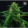 MIMOSA FAMOSA · Bulk Seed Bank · semi di canapa · Fem
