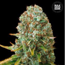 MOBY BIG · Bulk Seed Bank · cannabis seeds · Fem