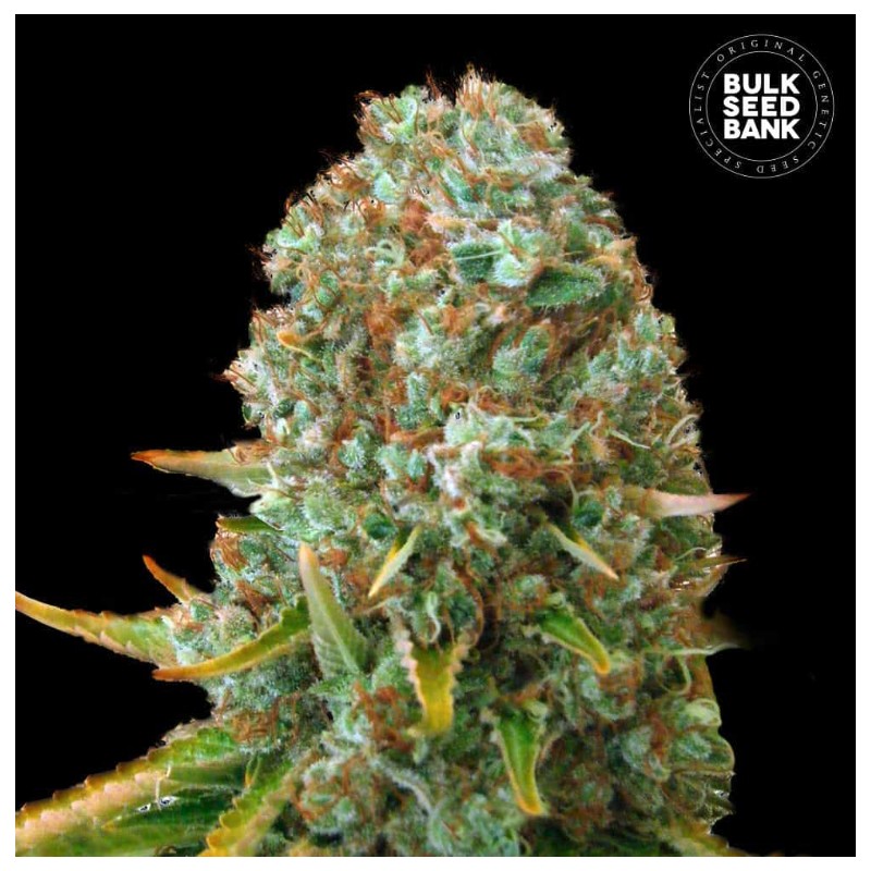 MOBY BIG · Bulk Seed Bank · semillas de marihuana · Fem