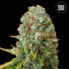 MOBY BIG · Bulk Seed Bank · semillas de marihuana · Fem