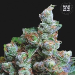NBA DIESEL · Bulk Seed Bank · semillas de marihuana · Fem
