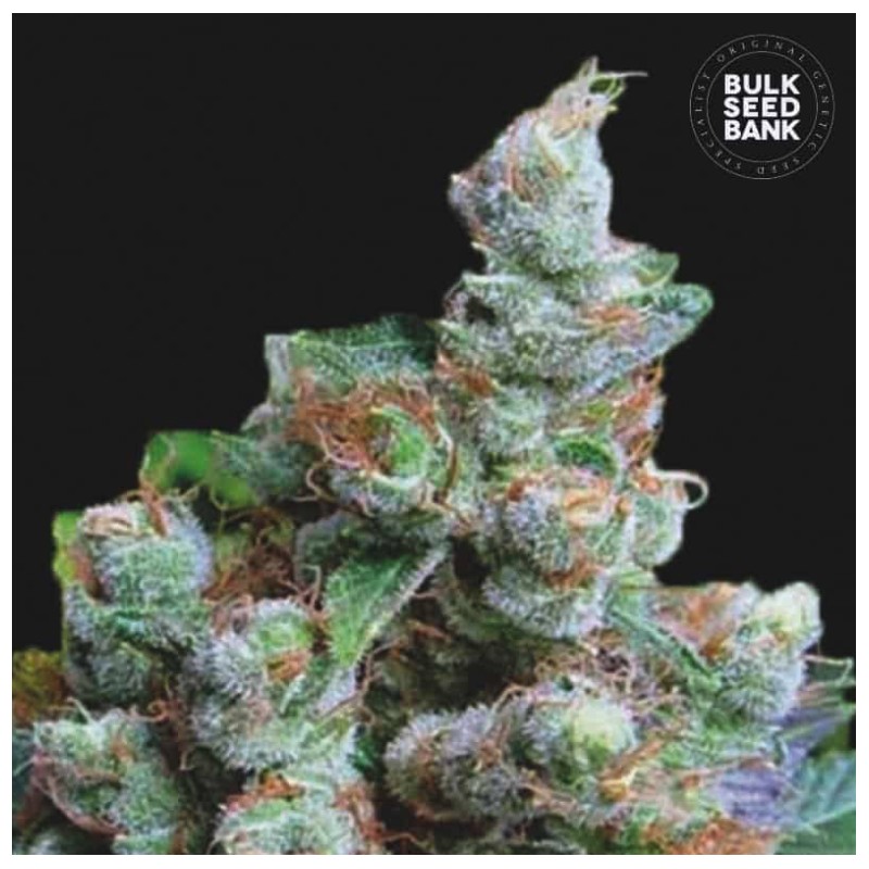 NBA DIESEL · Bulk Seed Bank · cannabis seeds · Fem
