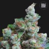 NBA DIESEL · Bulk Seed Bank · semillas de marihuana · Fem