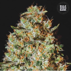 NEPAL GOLD · Bulk Seed Bank...