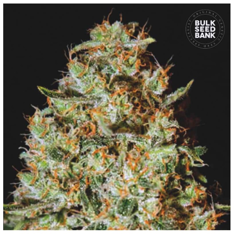 NEPAL GOLD · Bulk Seed Bank · semillas de marihuana · Fem