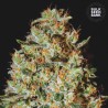 NEPAL GOLD · Bulk Seed Bank · cannabis seeds · Fem