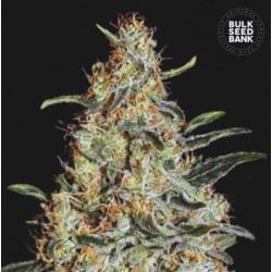 NEW'S HAZE · Bulk Seed Bank · semi di canapa · Fem