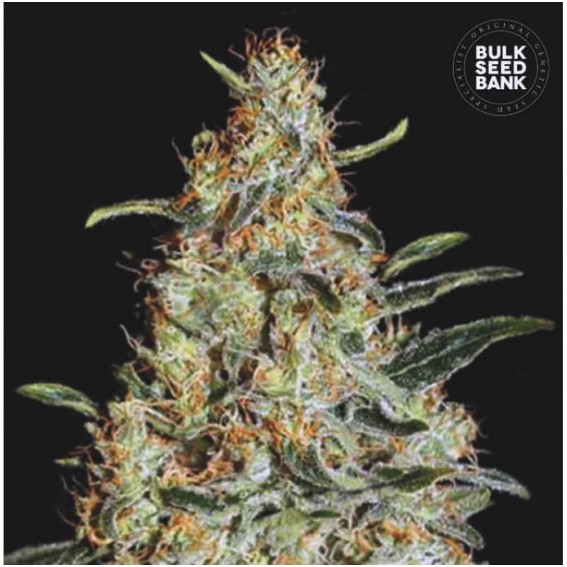 NEW'S HAZE · Bulk Seed Bank · cannabis seeds · Fem