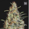 NEW'S HAZE · Bulk Seed Bank · semillas de marihuana · Fem