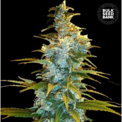 NORTHERN LIGHT · Bulk Seed...