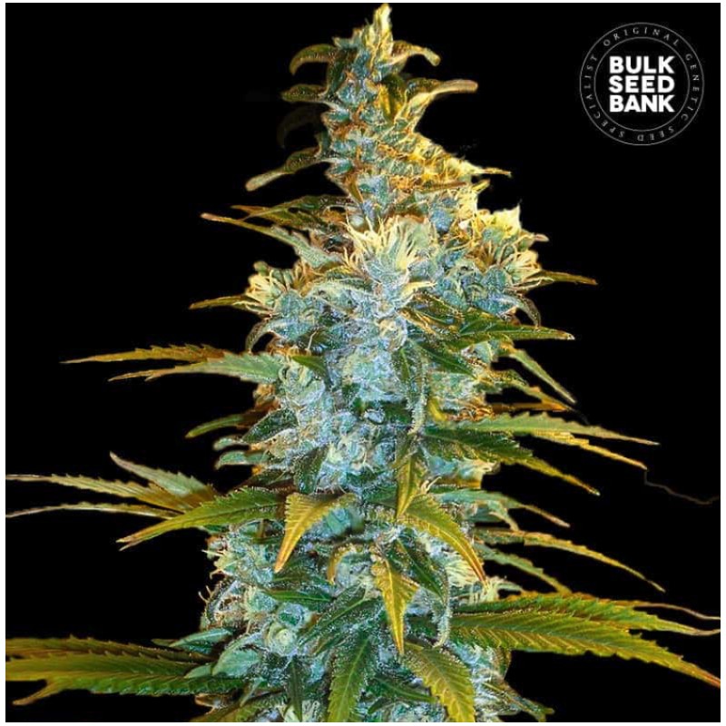 NORTHERN LIGHT · Bulk Seed Bank · cannabis seeds · Fem