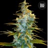 NORTHERN LIGHT · Bulk Seed Bank · semillas de marihuana · Fem