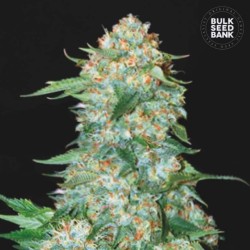 OG KUSH · Bulk Seed Bank · semillas de marihuana · Fem