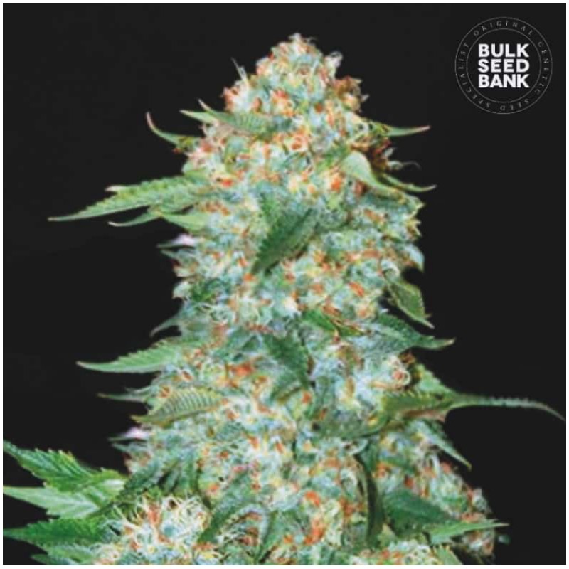 OG KUSH · Bulk Seed Bank · semillas de marihuana · Fem
