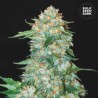 OG KUSH · Bulk Seed Bank · semillas de marihuana · Fem