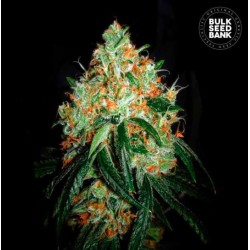 ORIGINAL ORANGE BUD · Bulk Seed Bank · cannabis seeds · Fem