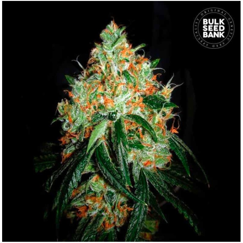 ORIGINAL ORANGE BUD · Bulk Seed Bank · semillas de marihuana · Fem