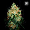 ORIGINAL ORANGE BUD · Bulk Seed Bank · semi di canapa · Fem