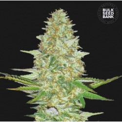PERFECT POWER PLANT · Bulk Seed Bank · semi di canapa · Fem