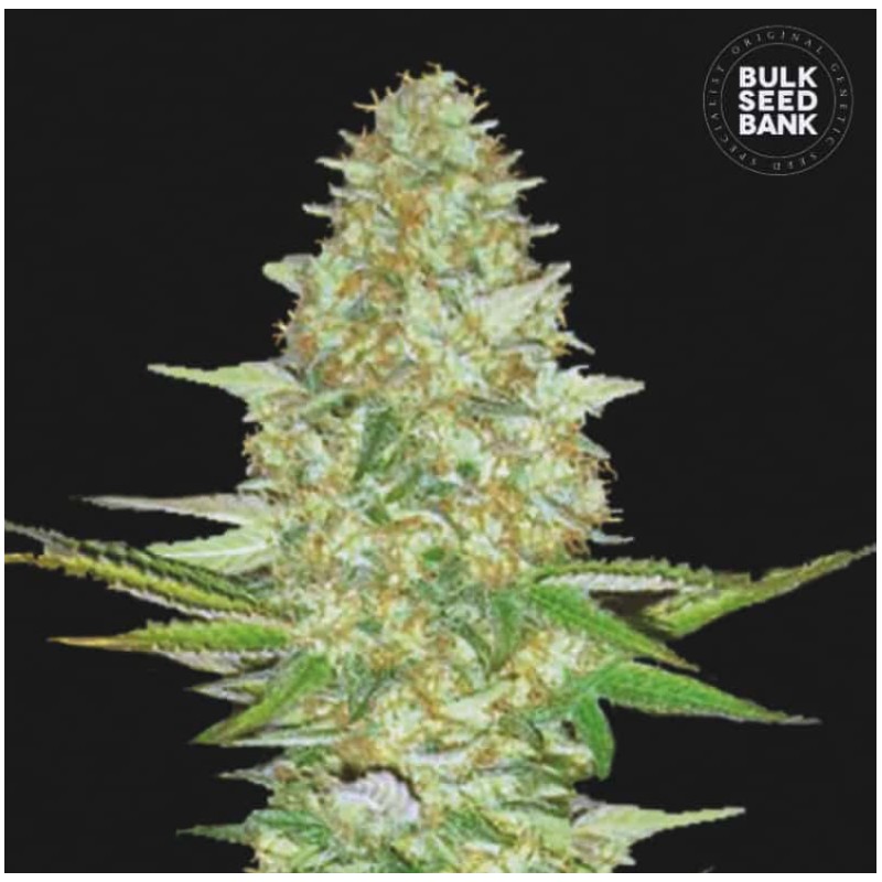 PERFECT POWER PLANT · Bulk Seed Bank · semillas de marihuana · Fem