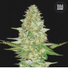 PERFECT POWER PLANT · Bulk Seed Bank · semillas de marihuana · Fem