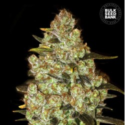 PSYCHEDELIC · Bulk Seed Bank · semillas de marihuana · Fem