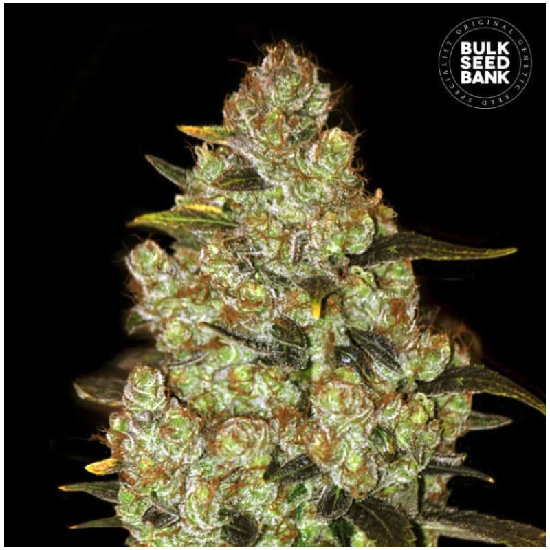 PSYCHEDELIC · Bulk Seed Bank · semillas de marihuana · Fem