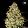 PSYCHEDELIC · Bulk Seed Bank · cannabis seeds · Fem