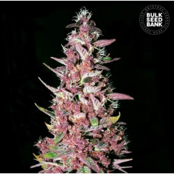 PURPLE GLAM KUSH · Bulk Seed Bank · semillas de marihuana · Fem