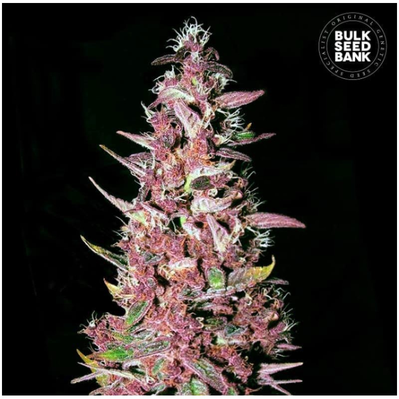 PURPLE GLAM KUSH · Bulk Seed Bank · semi di canapa · Fem
