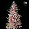 PURPLE GLAM KUSH · Bulk Seed Bank · semillas de marihuana · Fem