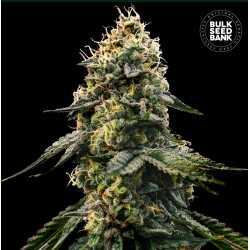 RUNTZ GLUNTZ · Bulk Seed Bank · cannabis seeds · Fem