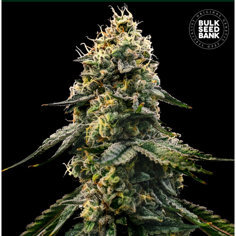 RUNTZ GLUNTZ · Bulk Seed Bank · semi di canapa · Fem