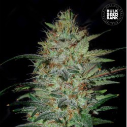 SENSIBLE STAR · Bulk Seed Bank · cannabis seeds · Fem
