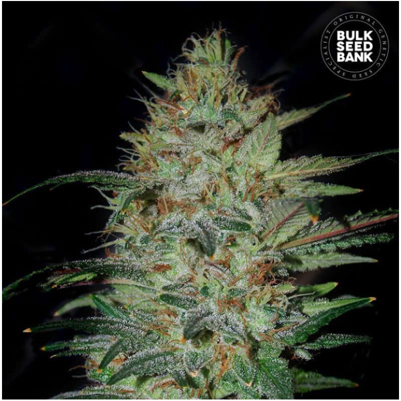 SENSIBLE STAR · Bulk Seed Bank · semi di canapa · Fem