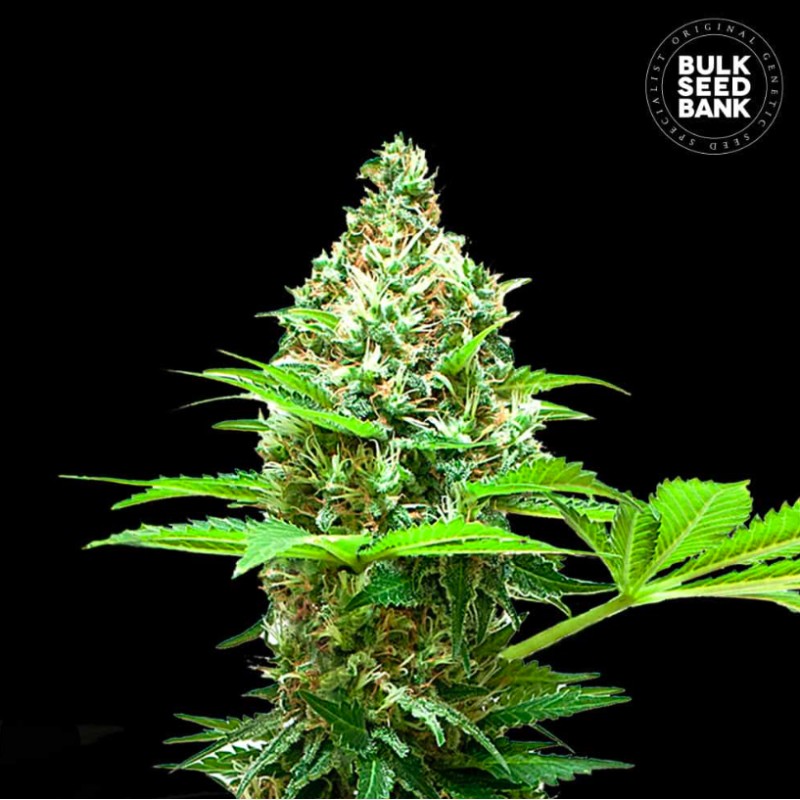 SHERBET POWER · Bulk Seed Bank · semi di canapa · Fem