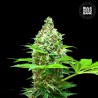 SHERBET POWER · Bulk Seed Bank · semi di canapa · Fem