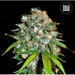 SKUNK 99 · Bulk Seed Bank · semillas de marihuana · Fem