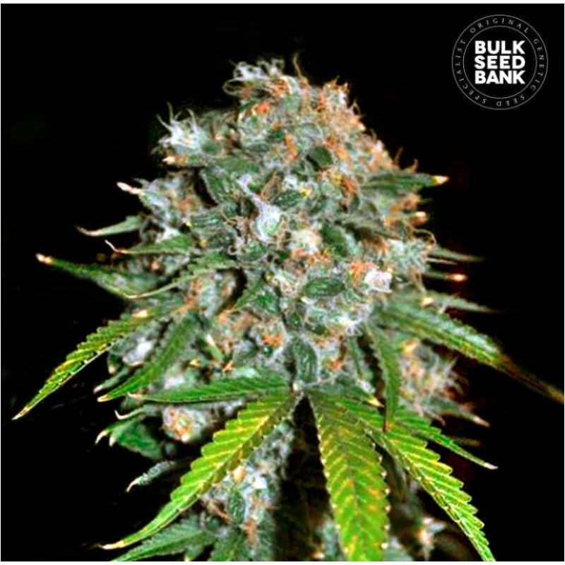 SKUNK 99 · Bulk Seed Bank · semi di canapa · Fem