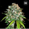 SKUNK 99 · Bulk Seed Bank · semi di canapa · Fem