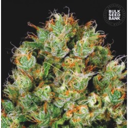 SOUR DIESEL · Bulk Seed Bank · semillas de marihuana · Fem