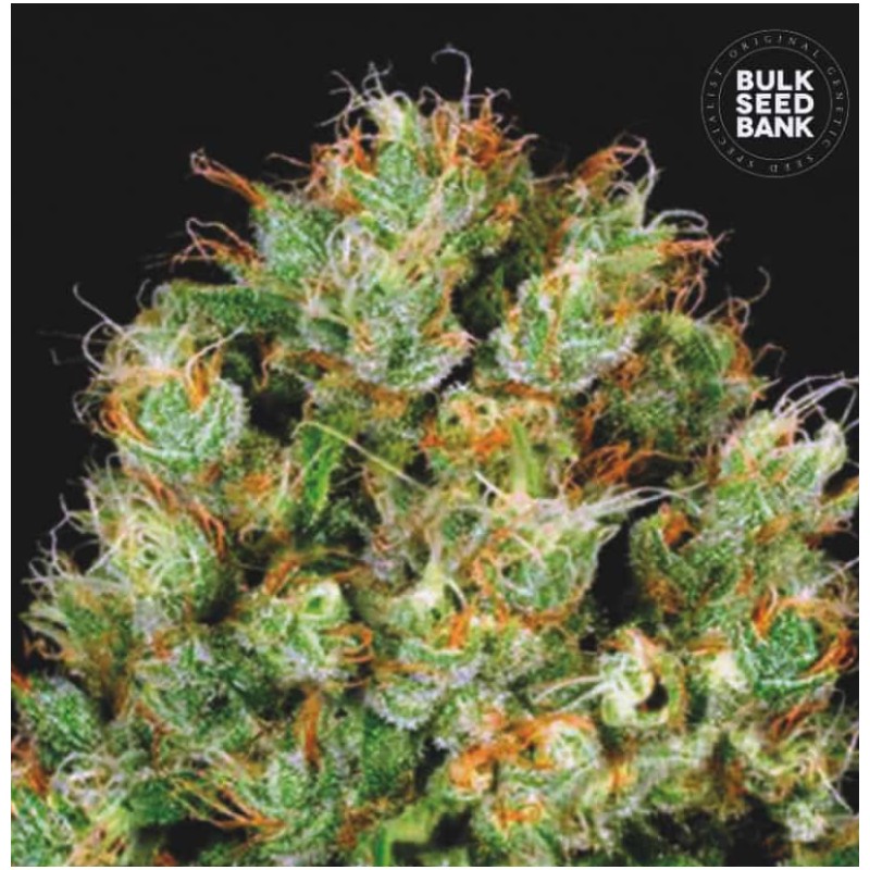 SOUR DIESEL · Bulk Seed Bank · semi di canapa · Fem