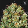 SOUR DIESEL · Bulk Seed Bank · cannabis seeds · Fem
