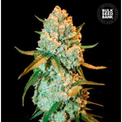 SPECIAL CRYSTAL HAZE · Bulk Seed Bank · cannabis seeds · Fem