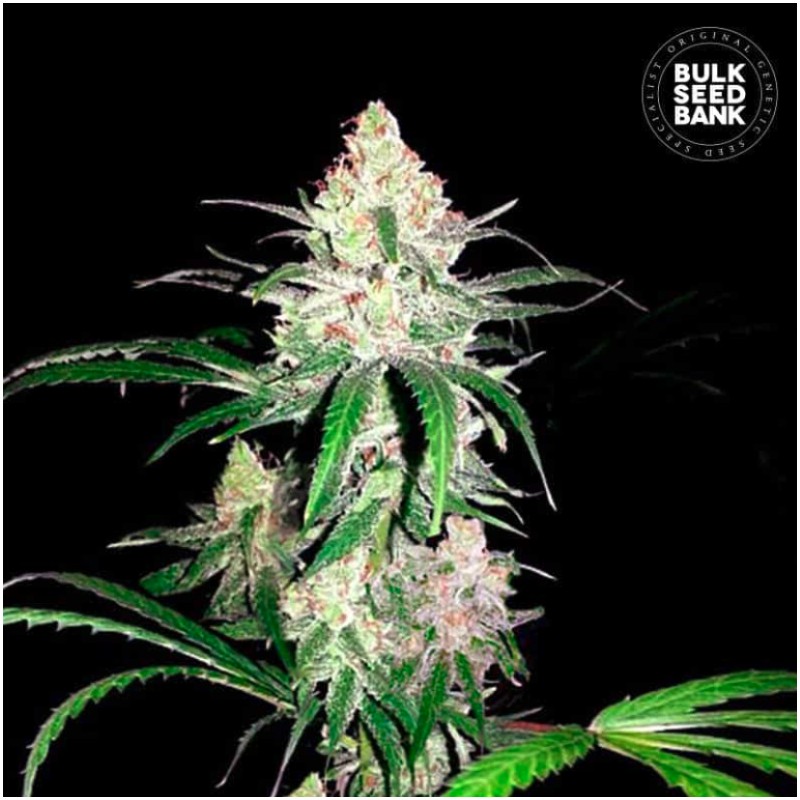 SPECIAL LIME HAZE · Bulk Seed Bank · semi di canapa · Fem