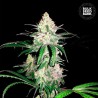 SPECIAL LIME HAZE · Bulk Seed Bank · semillas de marihuana · Fem